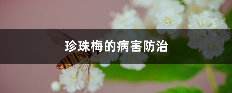 珍珠梅的病害预防和治疗