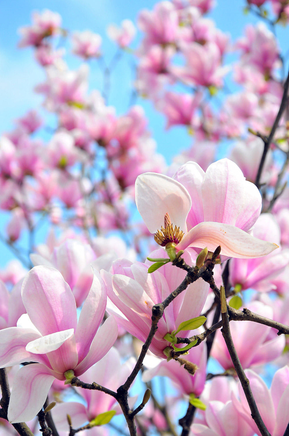 玉兰的病虫害预防和治疗