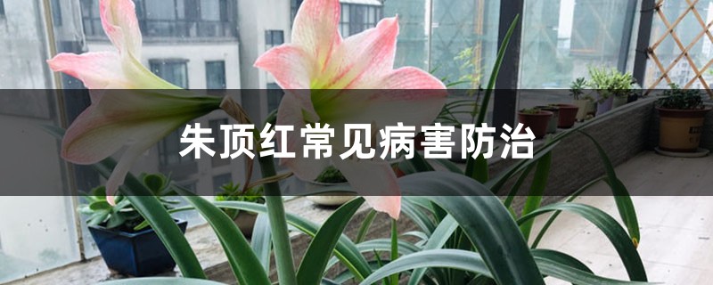 朱顶红常见病害预防和治疗