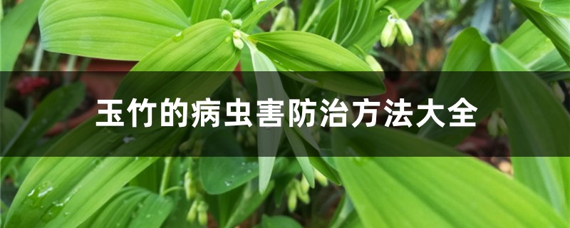 玉竹的病虫害预防和治疗办法大全