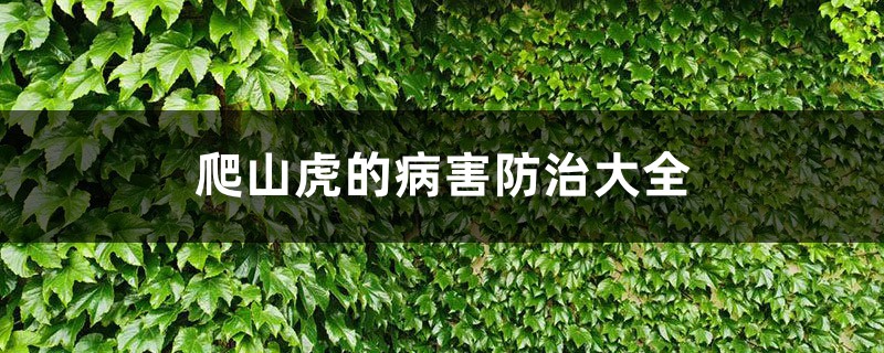 爬山虎的病害预防和治疗大全