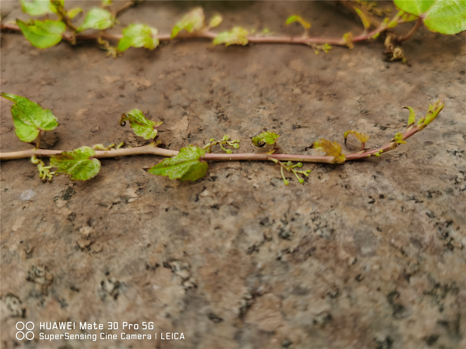 爬山虎的病害预防和治疗大全