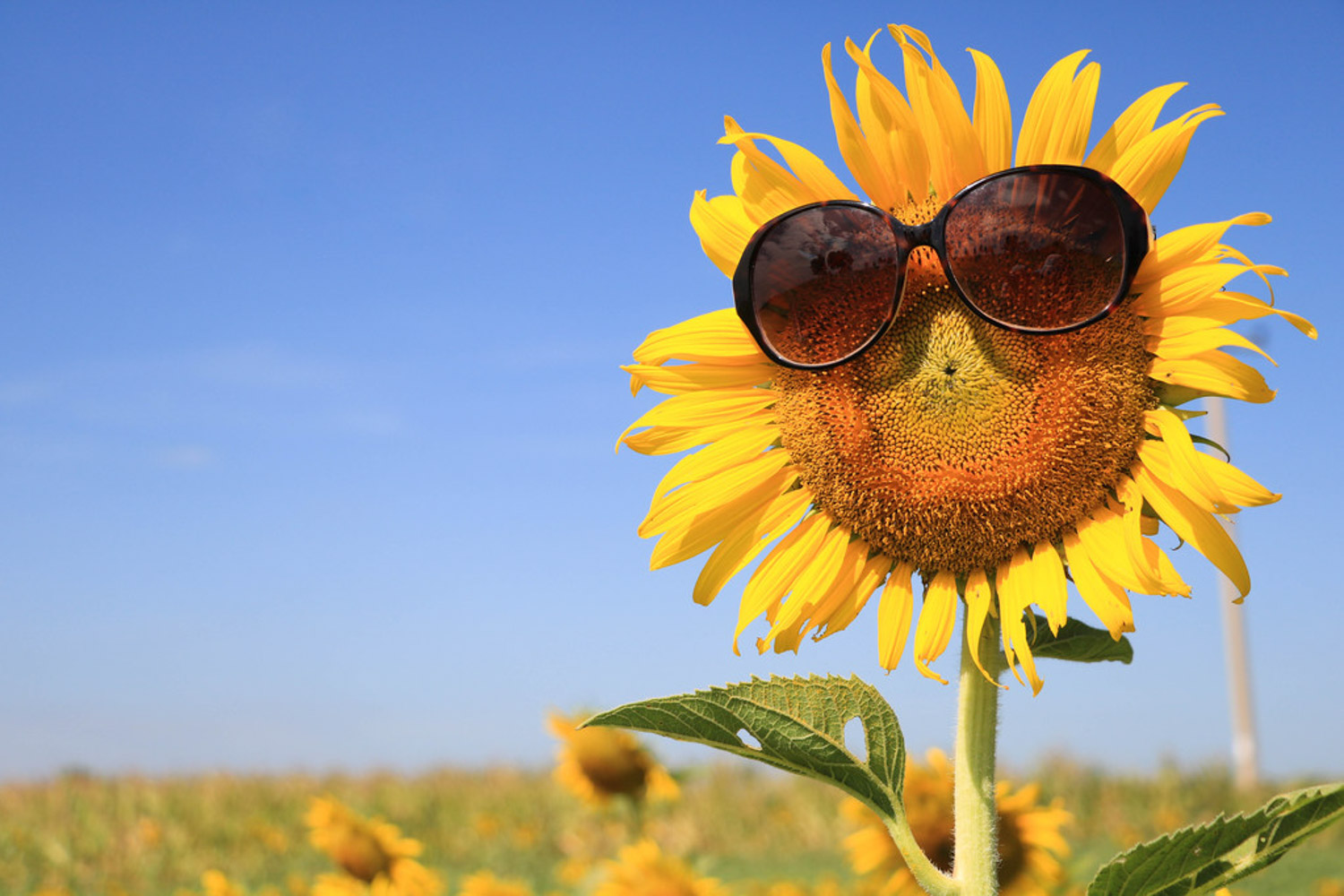 向日葵菌核病预防和治疗办法