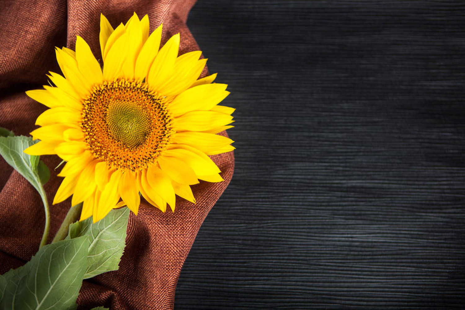 向日葵菌核病预防和治疗办法