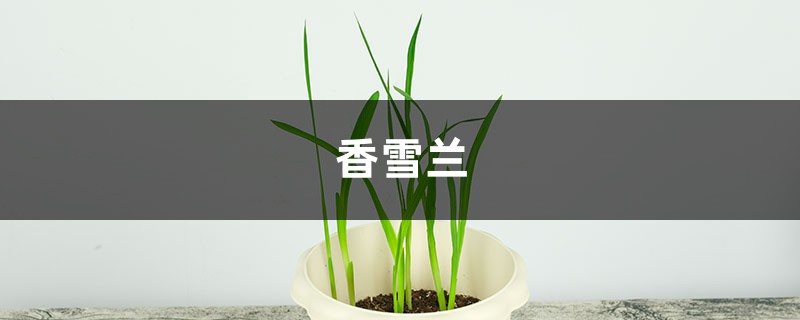 香雪兰（小苍兰）主要病害及其预防和治疗办法