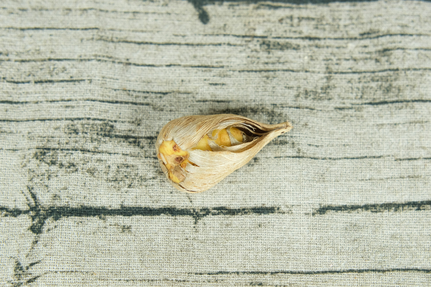 香雪兰（小苍兰）主要病害及其预防和治疗办法