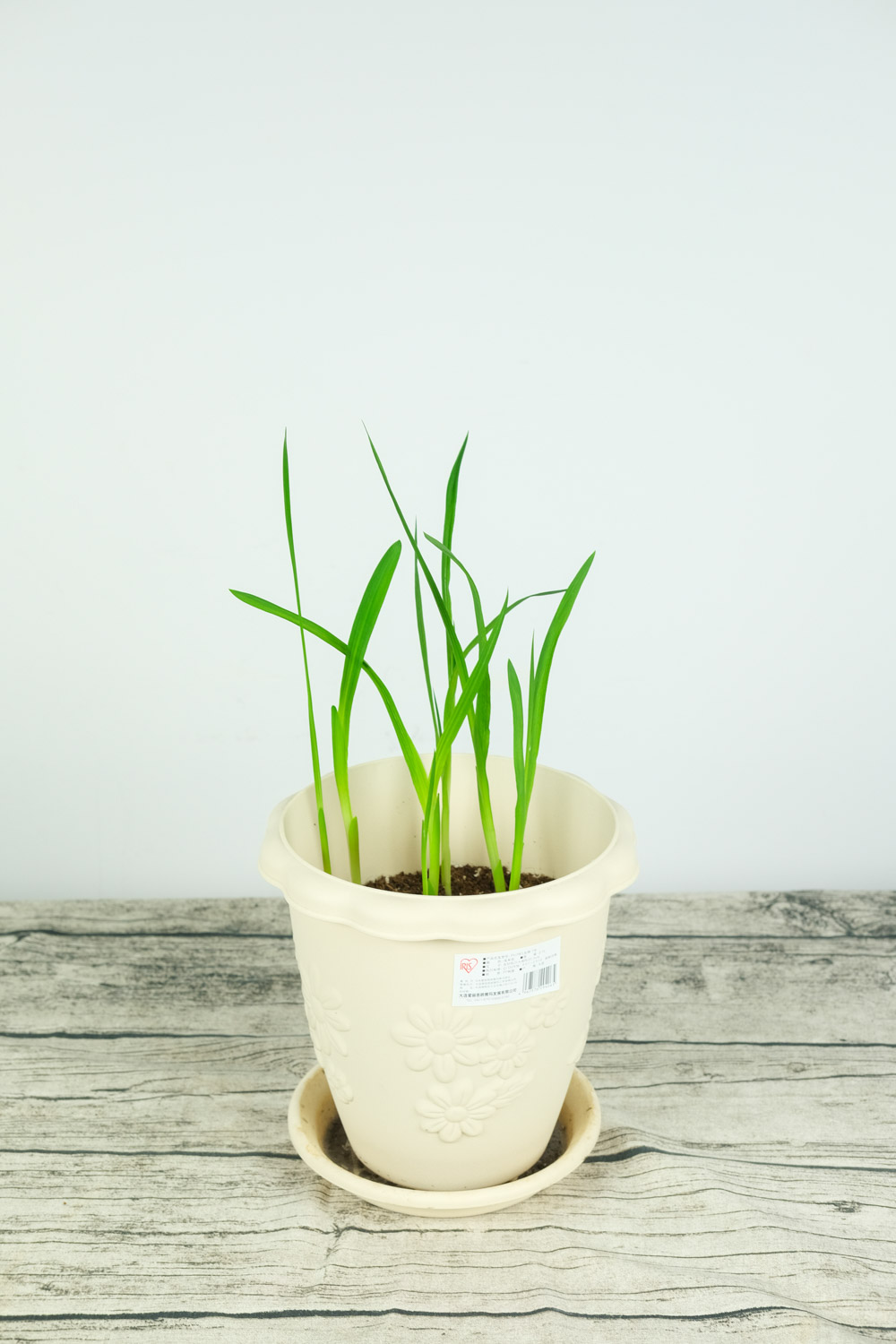 香雪兰（小苍兰）主要病害及其预防和治疗办法