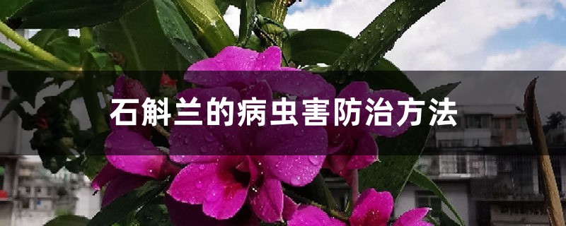 石斛兰的病虫害预防和治疗办法