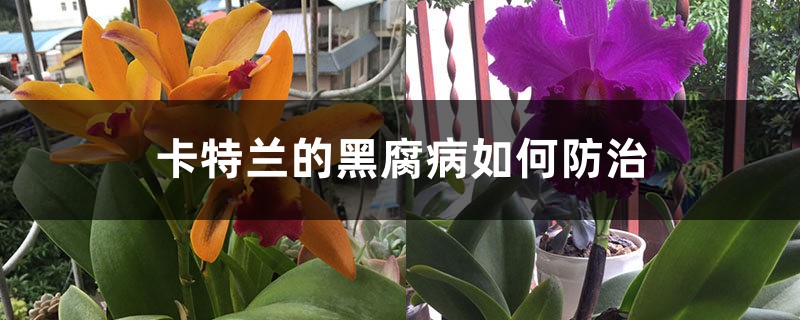 卡特兰的黑腐病如何预防和治疗