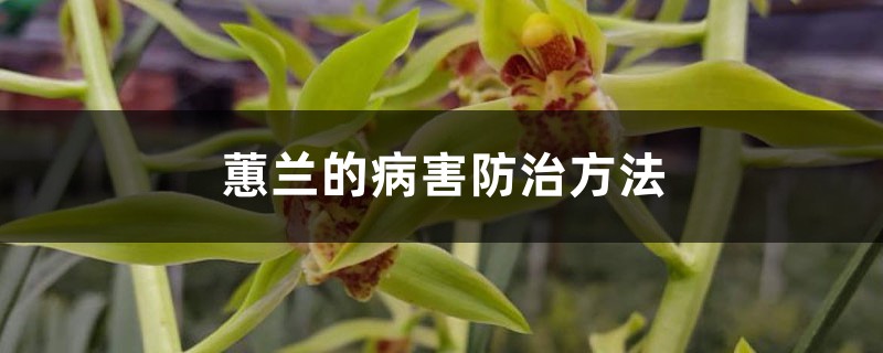 蕙兰的病害预防和治疗办法