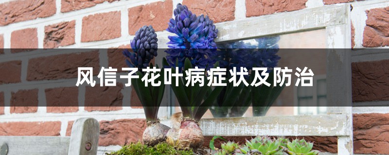 风信子花叶病症状及预防和治疗