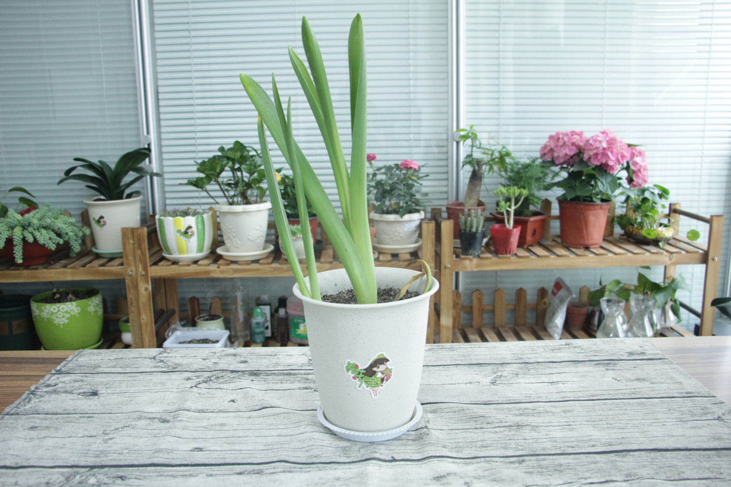 风信子花叶病症状及预防和治疗