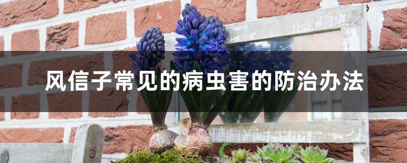 风信子常见的病虫害的预防和治疗办法