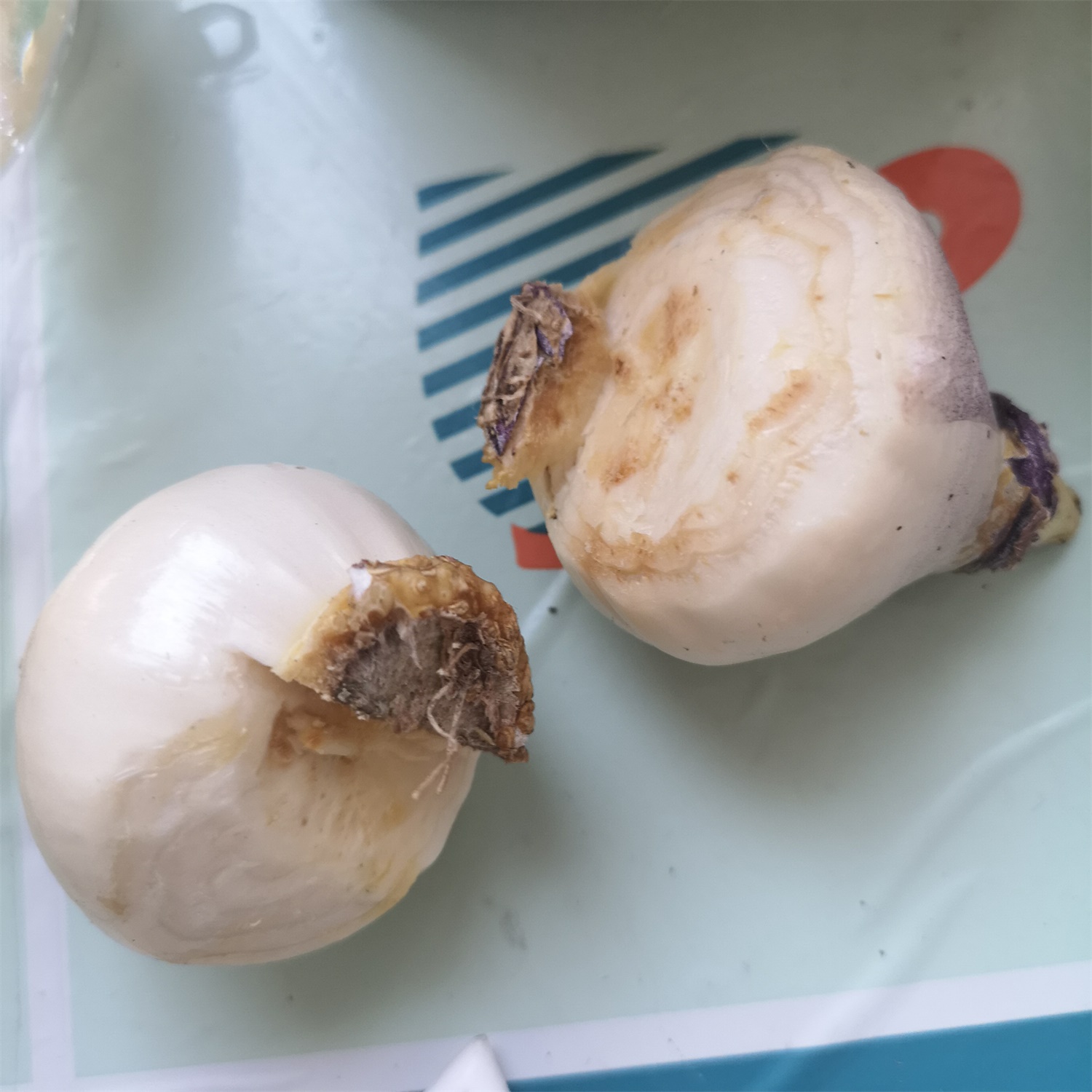 风信子常见的病虫害的预防和治疗办法