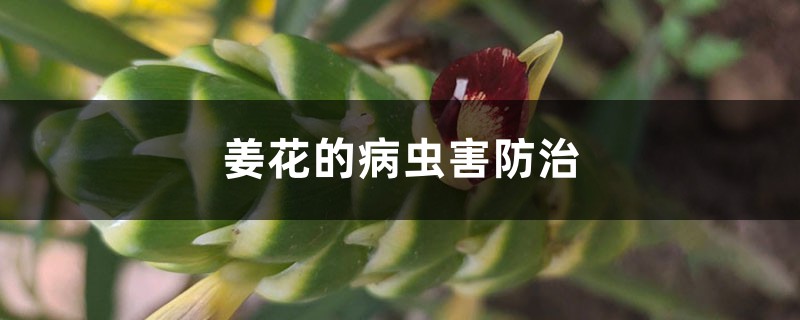 姜花的病虫害预防和治疗