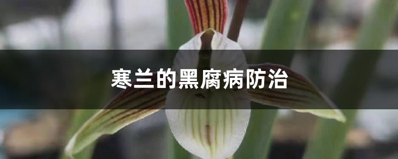 寒兰的黑腐病预防和治疗