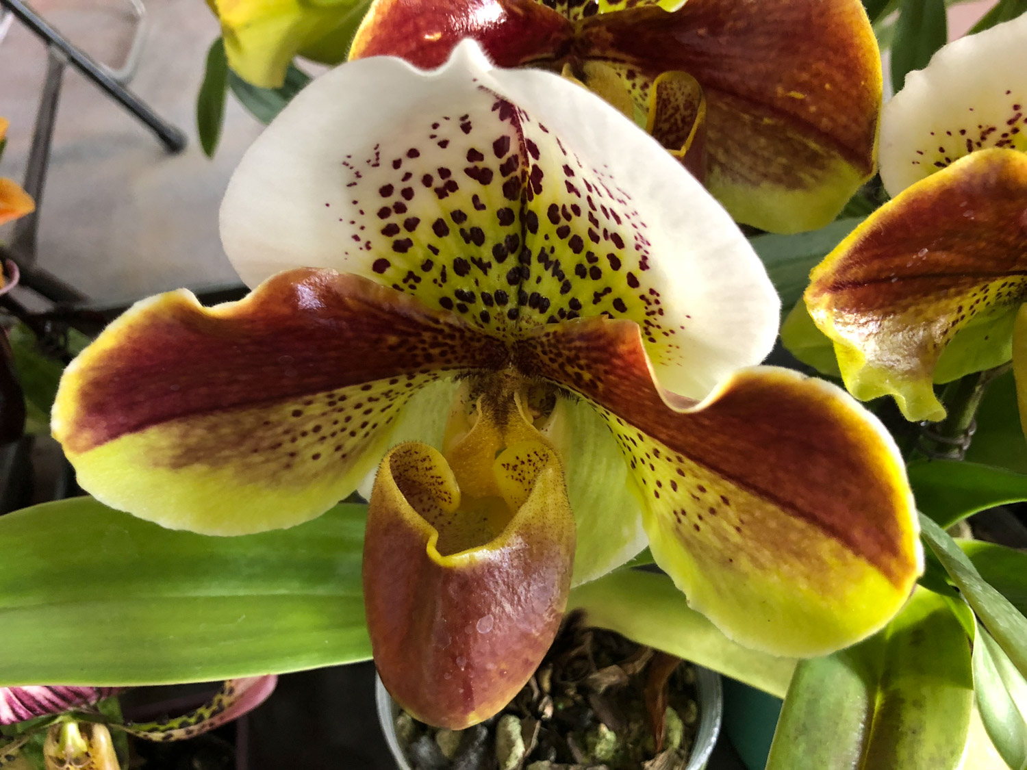 兜兰的病害预防和治疗办法