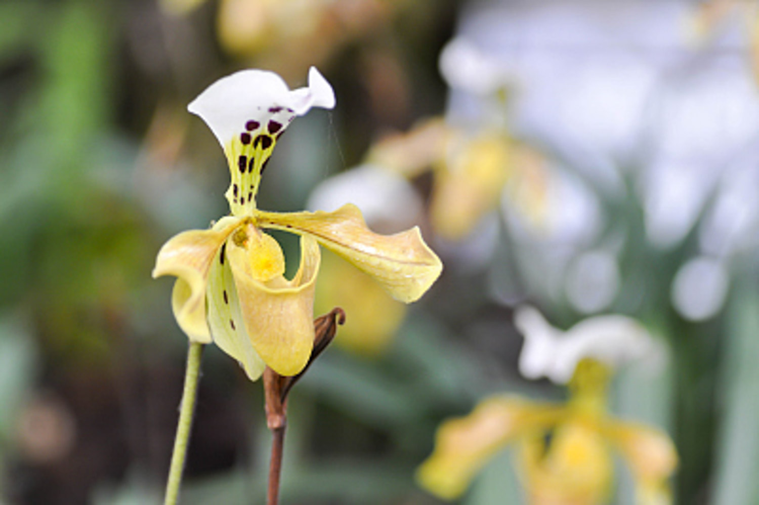 兜兰的病害预防和治疗办法