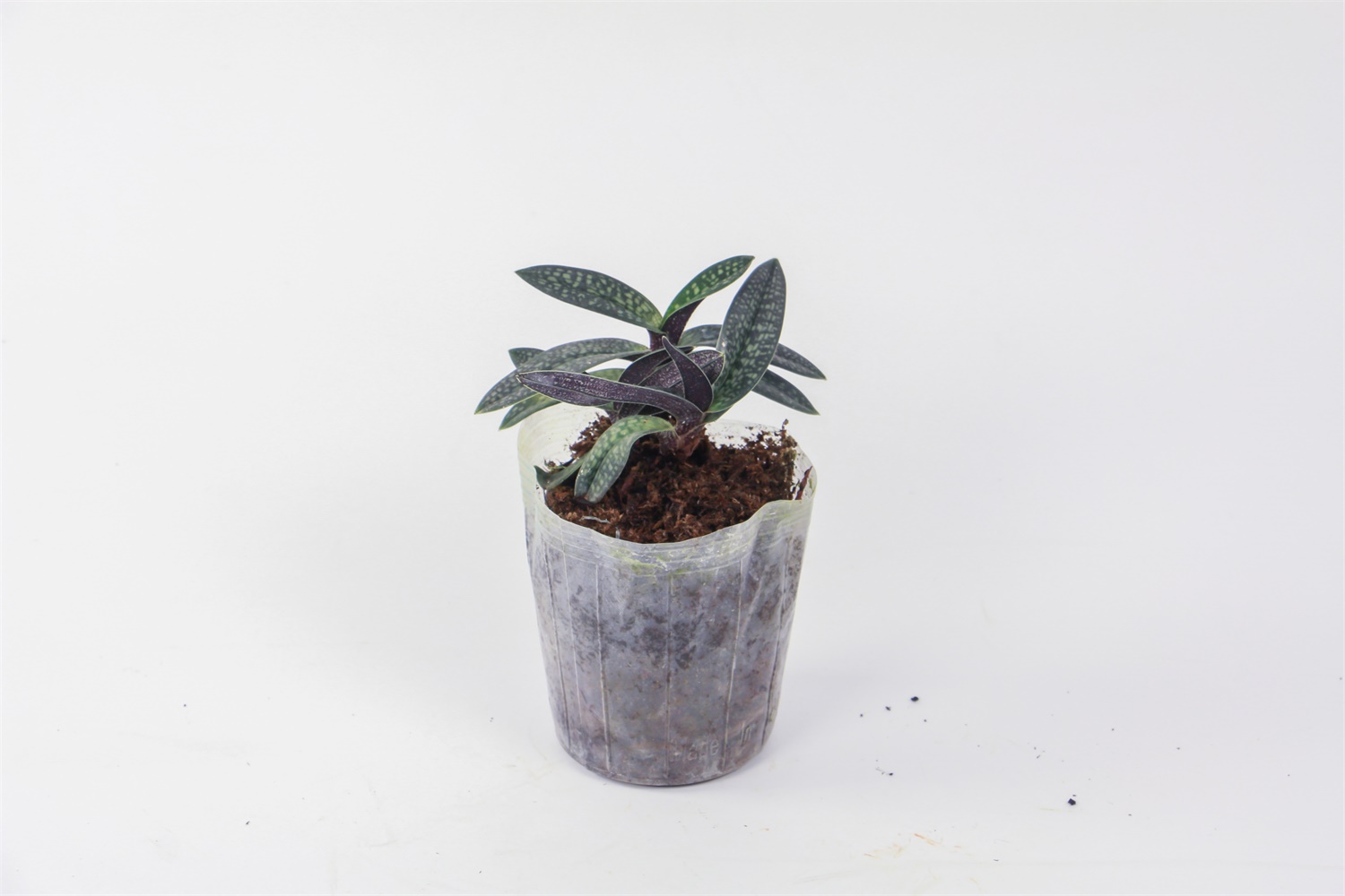 兜兰的病害预防和治疗办法