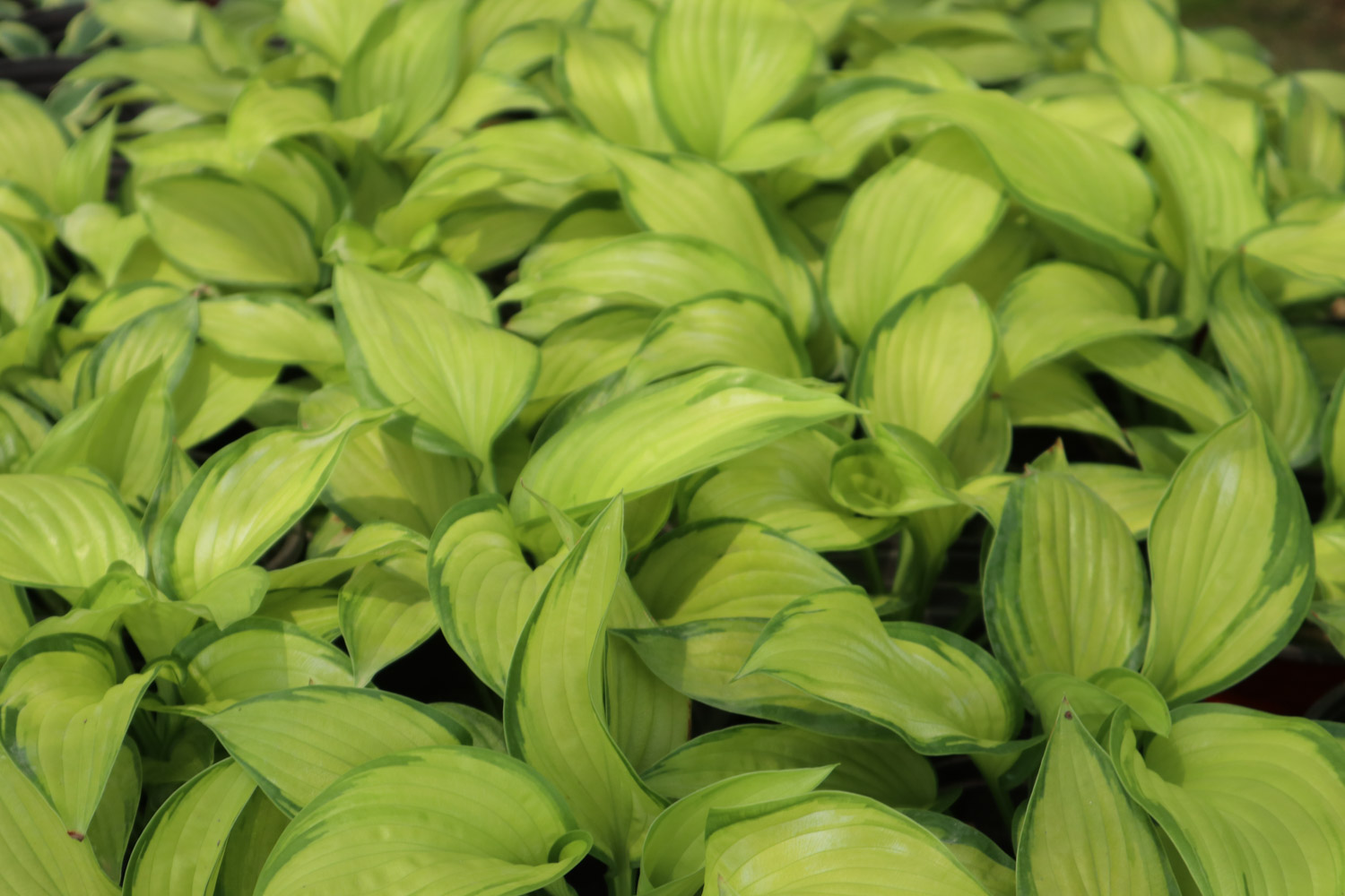 玉簪的病虫害预防和治疗