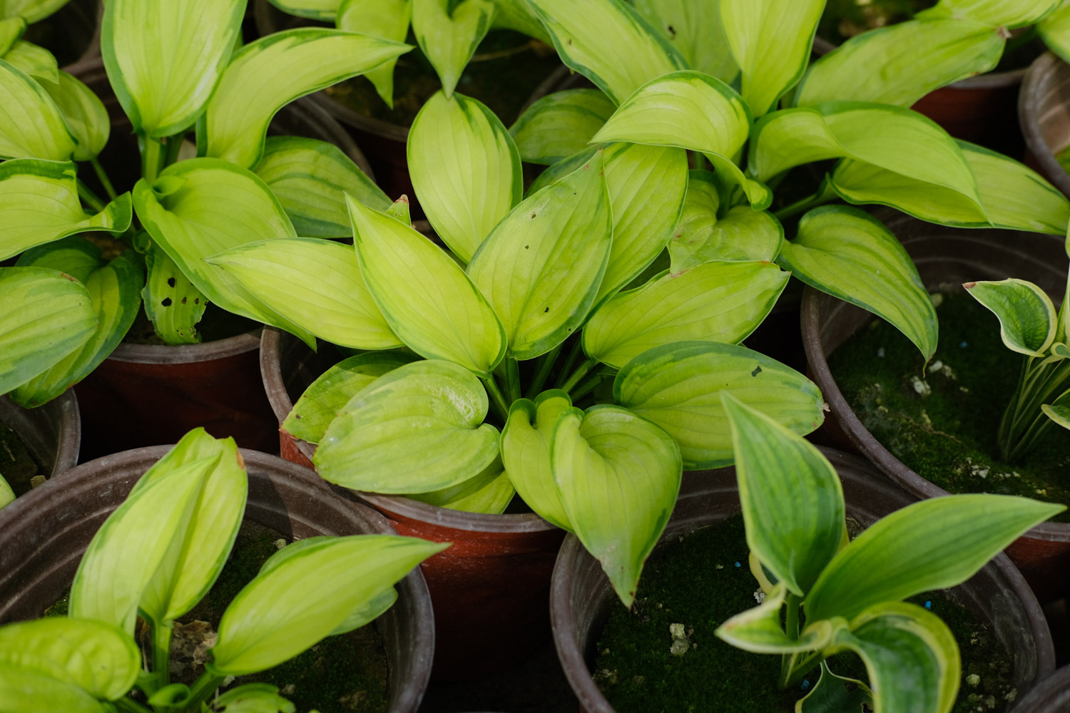 玉簪的病虫害预防和治疗