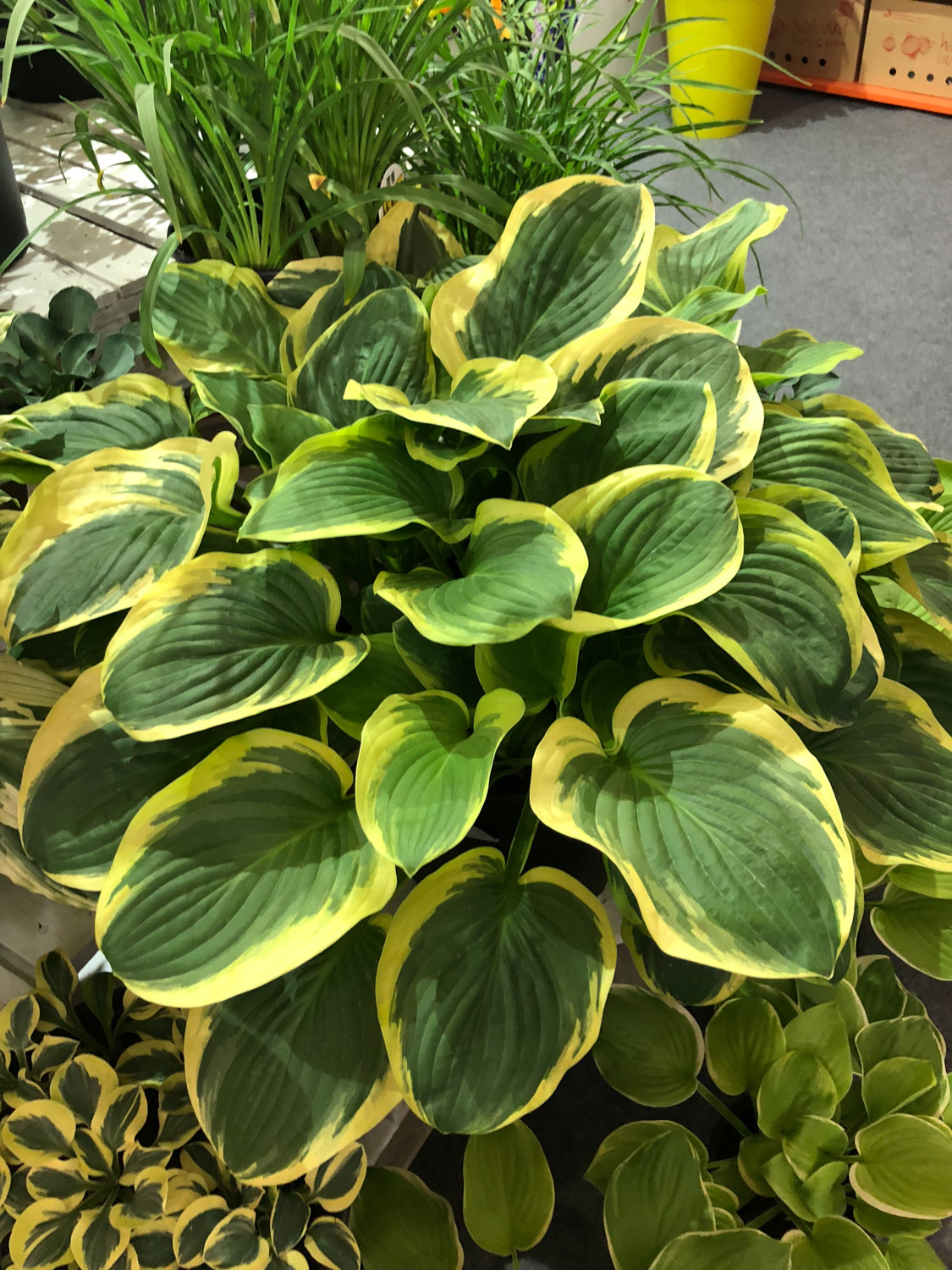 玉簪的病虫害预防和治疗