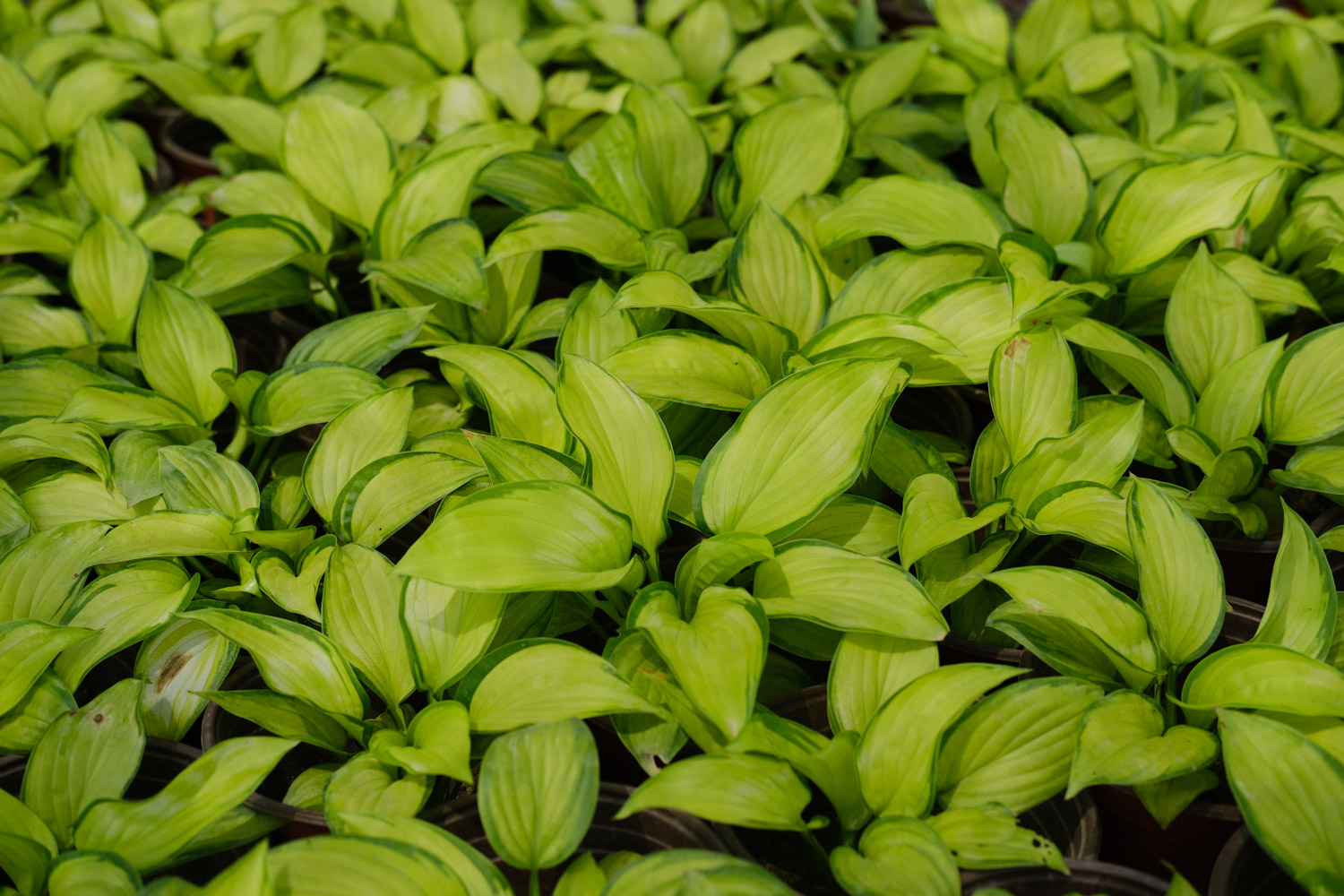 玉簪的病虫害预防和治疗