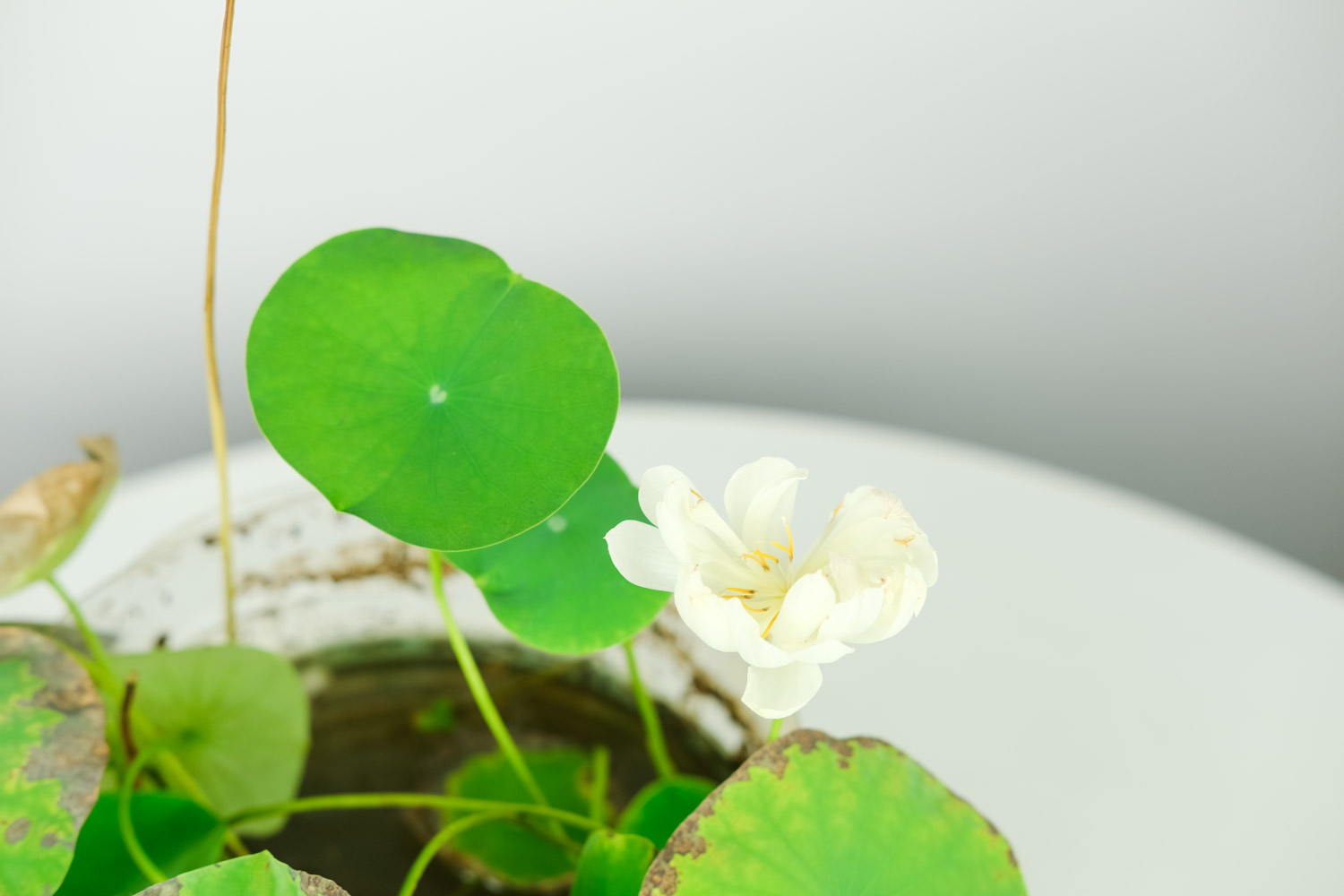 碗莲长毛是如何办？