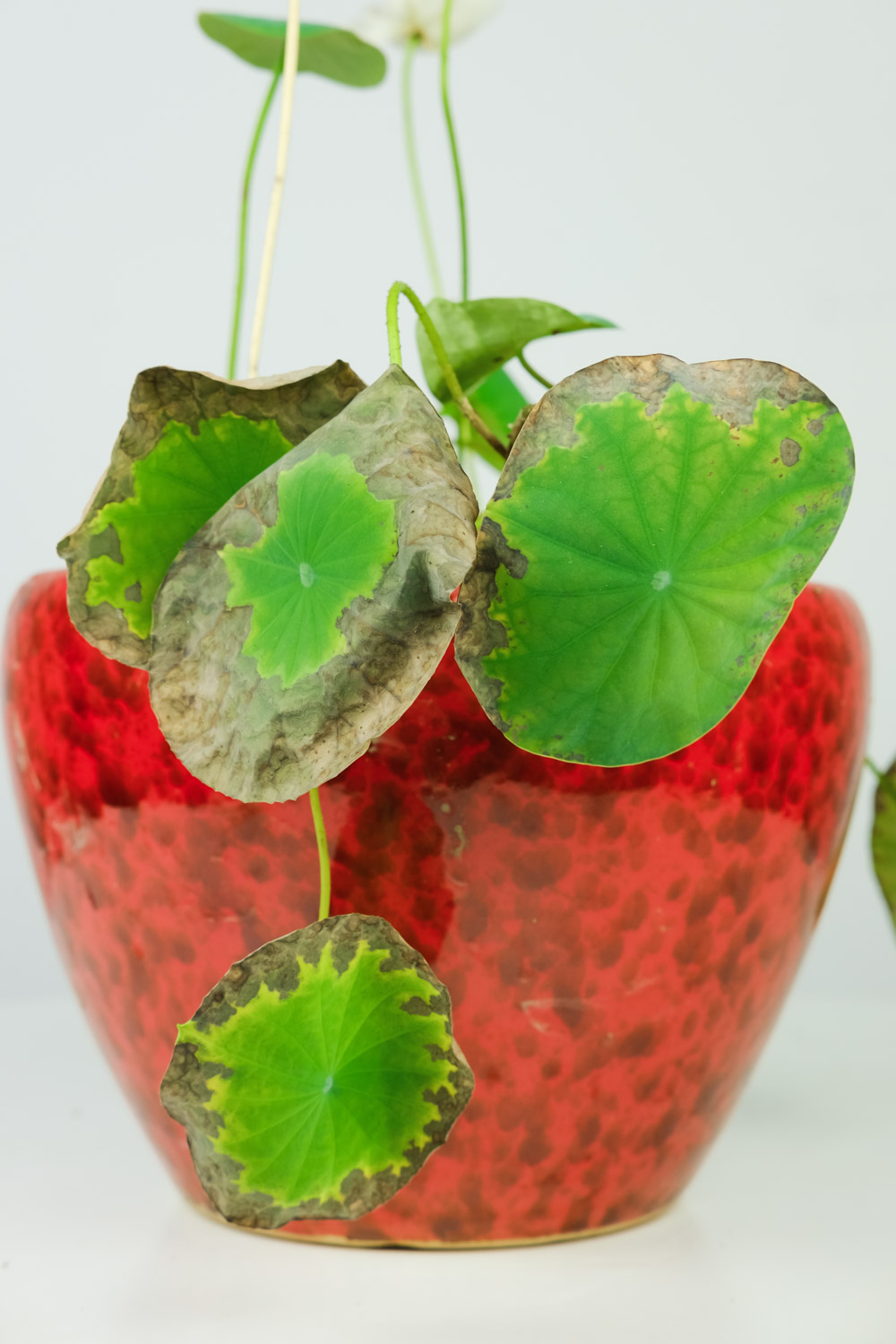 碗莲长毛是如何办？