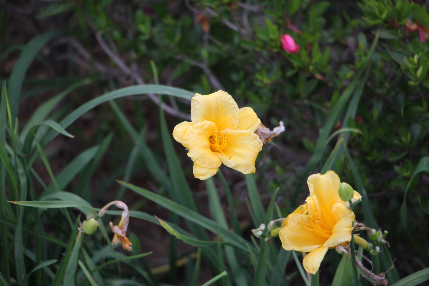 萱草病虫害的预防和治疗办法