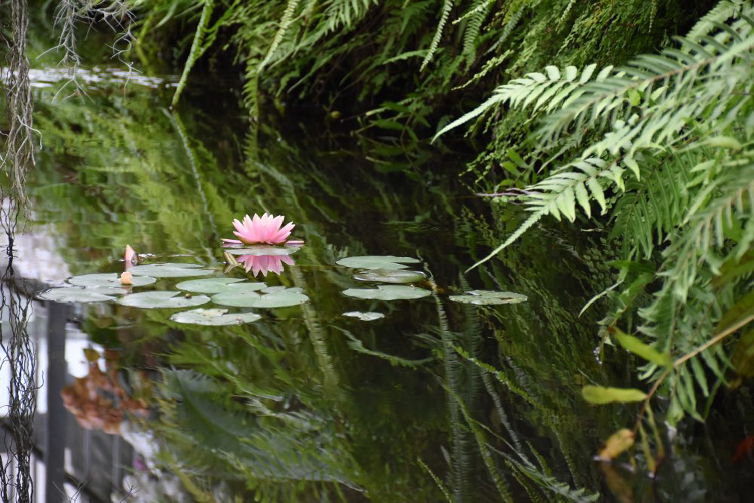 睡莲的病害预防和治疗