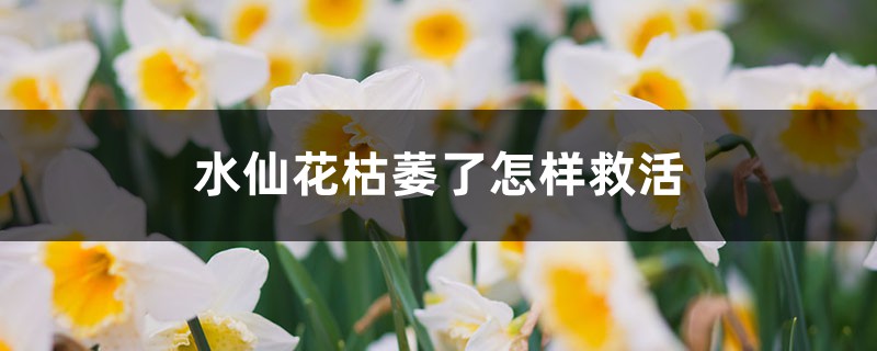 水仙花枯萎了如何救活