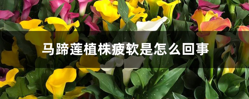 马蹄莲植株疲软是如何回事