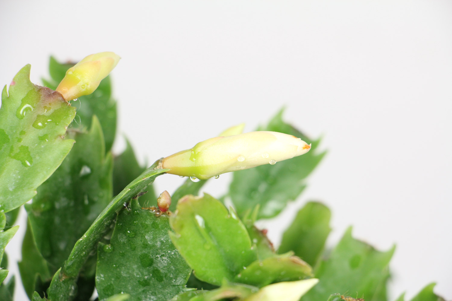 蟹爪兰常见病害预防和治疗！