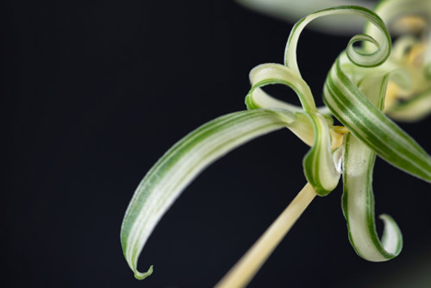 吊兰病虫害预防和治疗