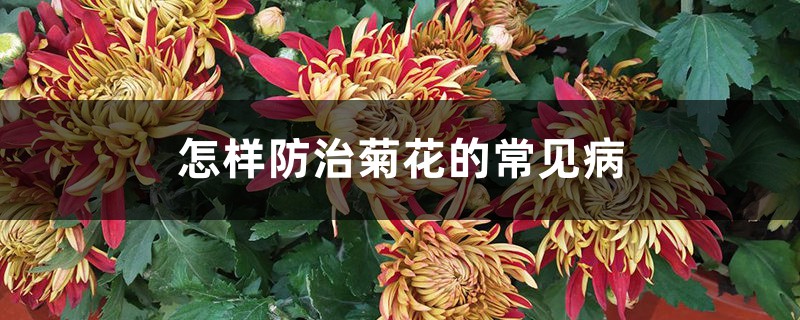 如何预防和治疗菊花的常见病