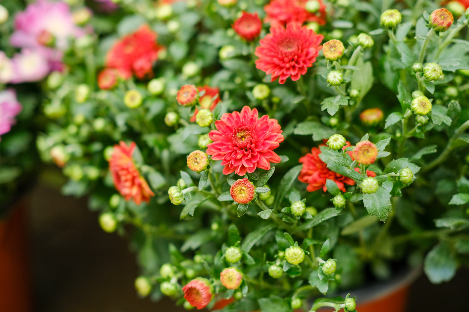 如何预防和治疗菊花的常见病