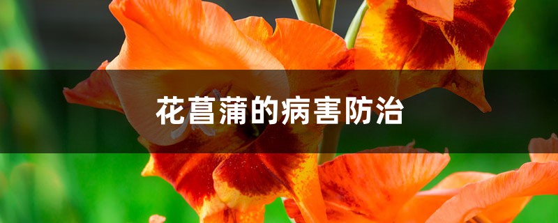 花菖蒲的病害预防和治疗