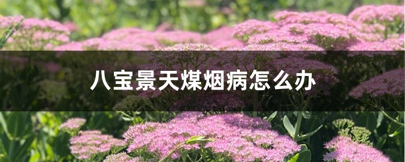 八宝景天煤烟病如何办