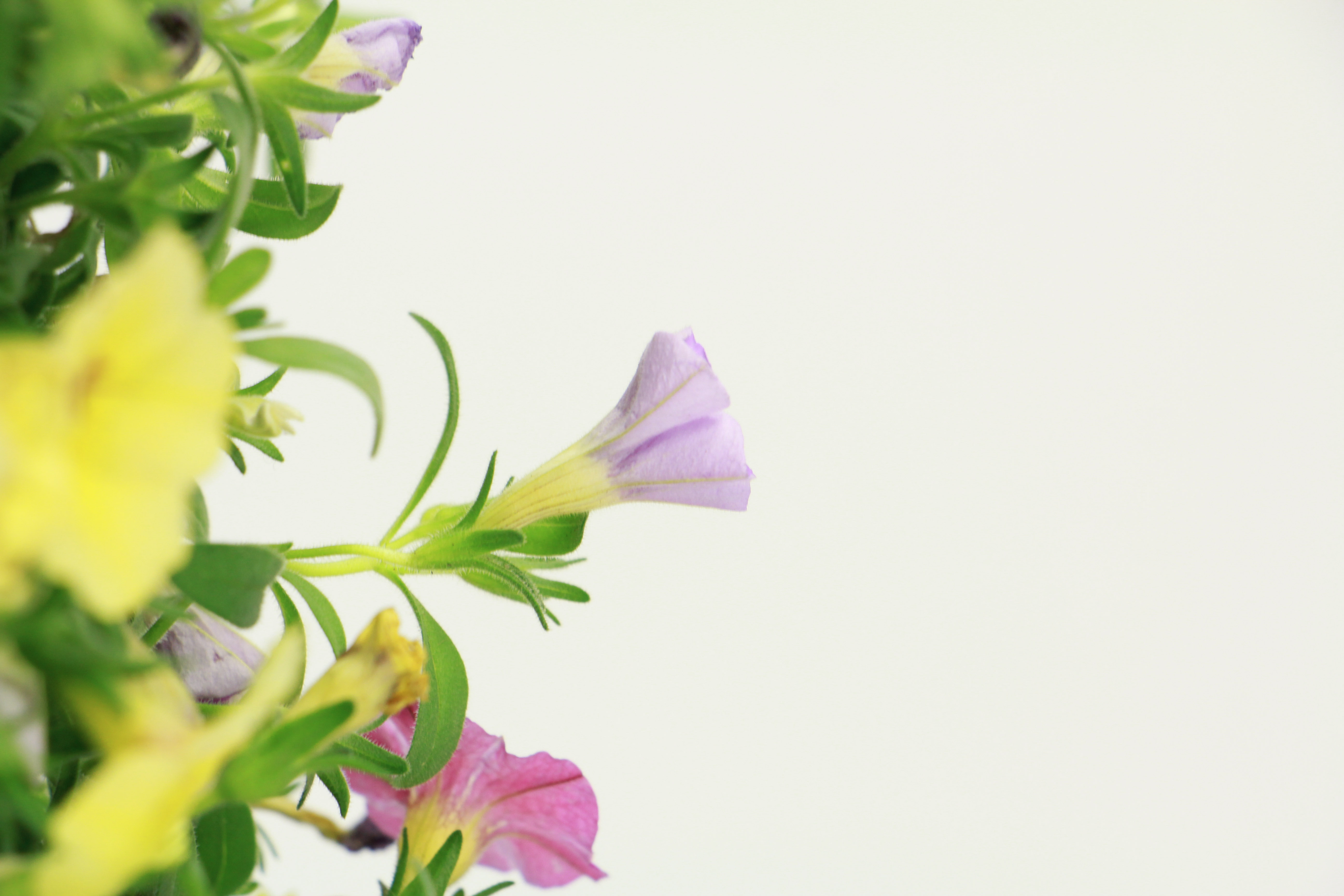 百万小铃常见病虫害预防和治疗