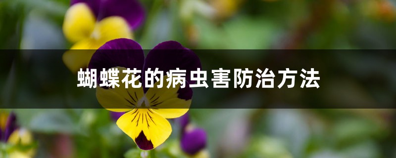蝴蝶花的病虫害预防和治疗办法