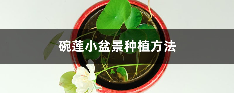 碗莲小盆景种植办法