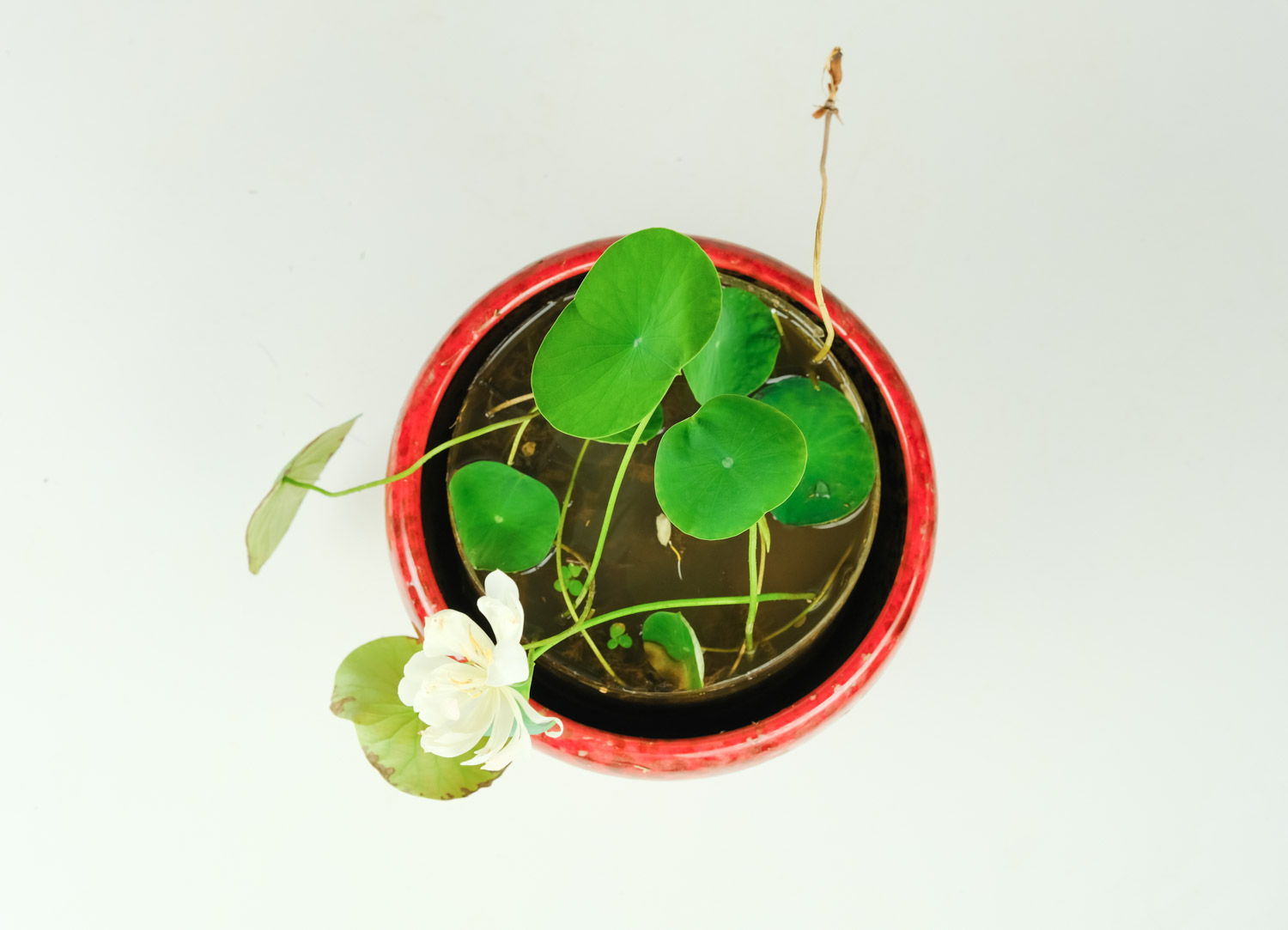 碗莲小盆景种植办法