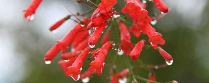 爆仗竹盆栽管理办法