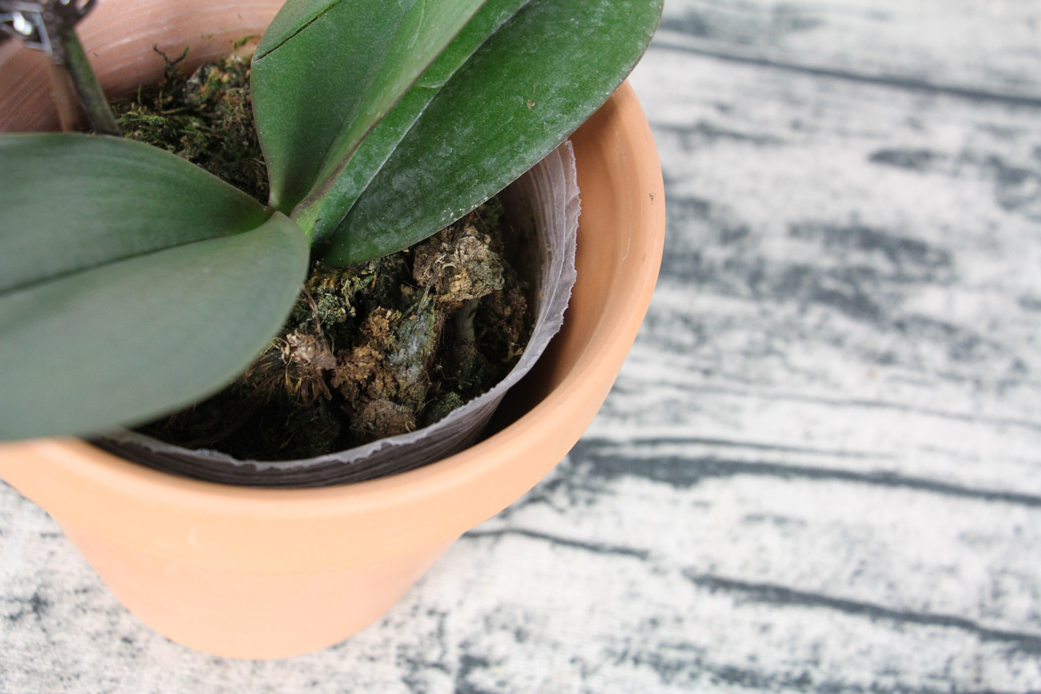 蝴蝶兰的盆景制作办法