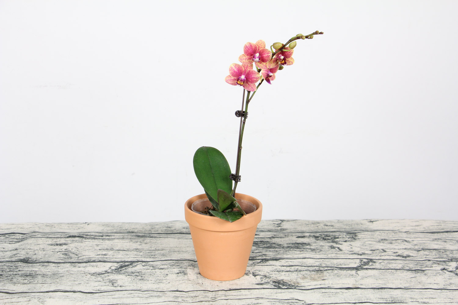 蝴蝶兰的盆景制作办法