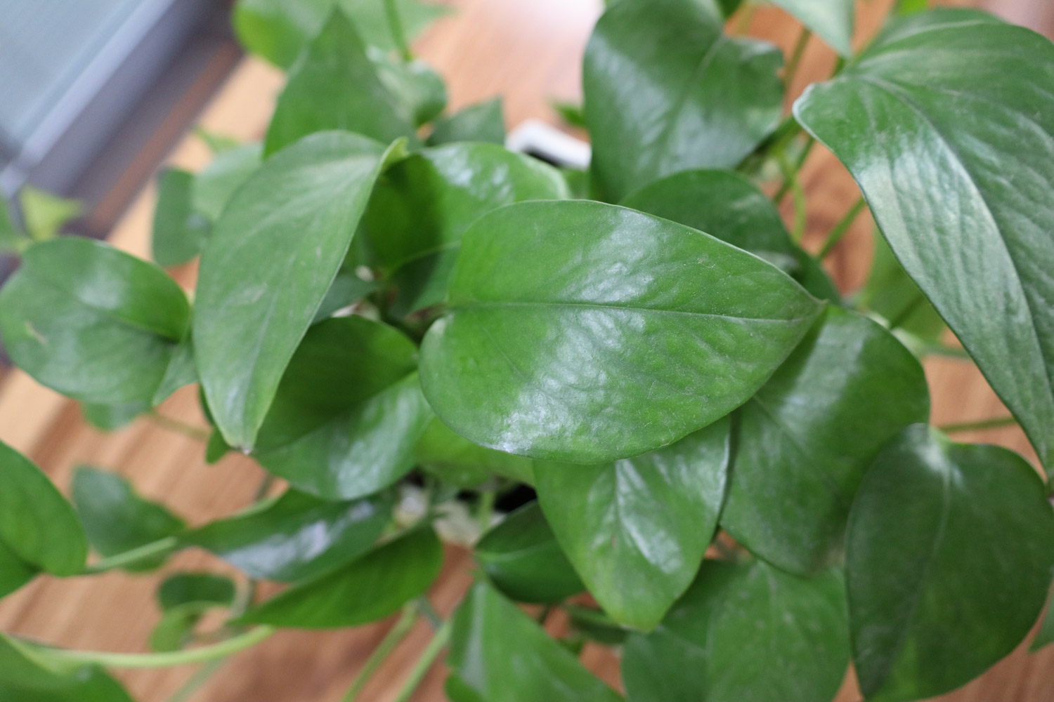 如何制作绿萝盆景