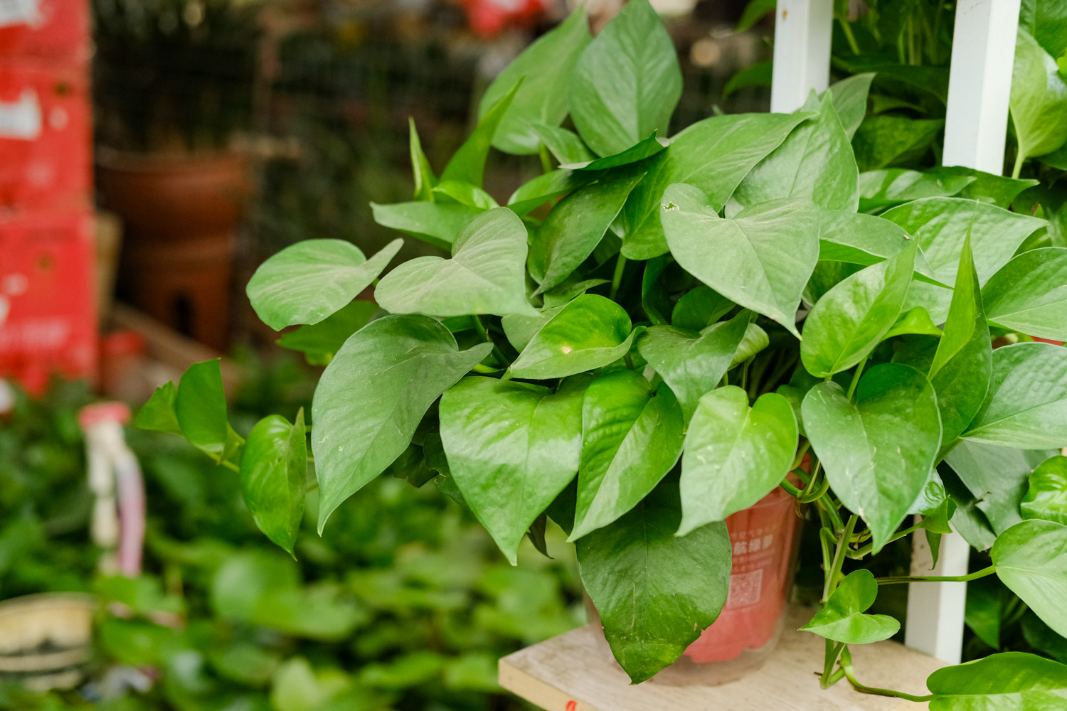 如何制作绿萝盆景