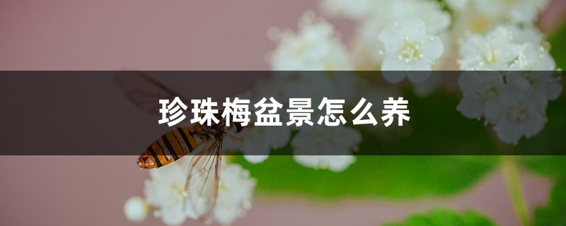 珍珠梅盆景如何养