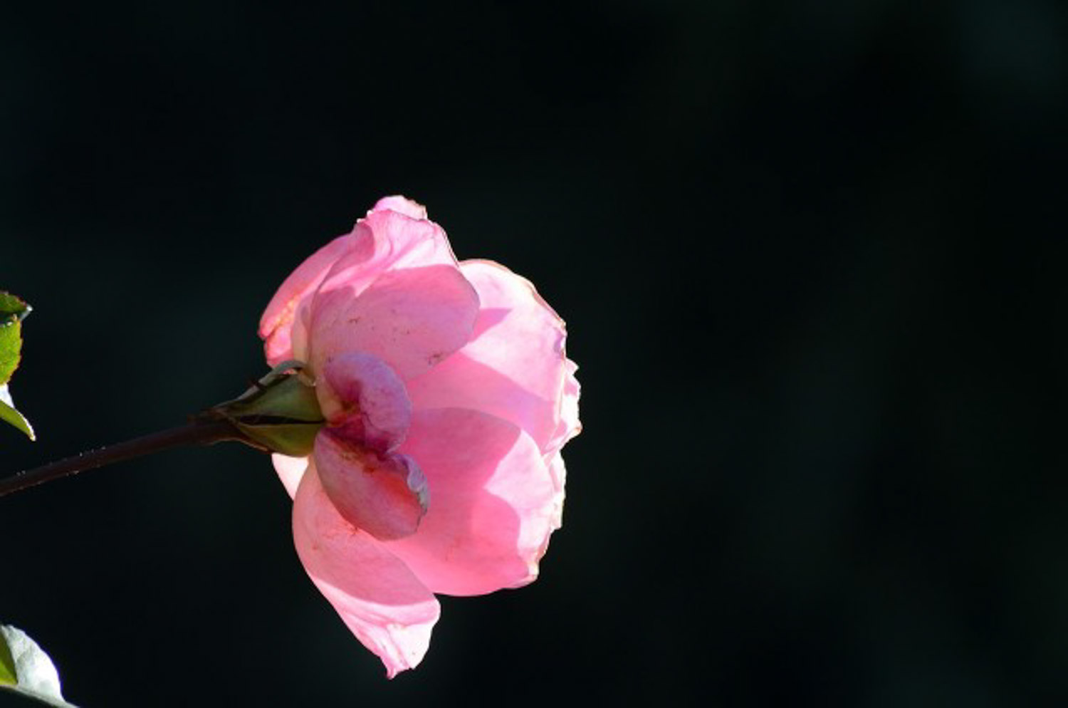 月季花盆景制作办法